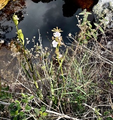 Zygopetalum maculatum, photograph (c) Suzana Ehlin Martins, some rights reserved (CC BY-SA)