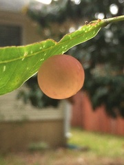 Amphibolips quercusracemaria