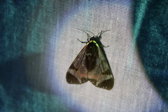 Dysschema leucophaea