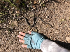Pituophis catenifer pumilus