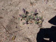 Lupinus concinnus optatus