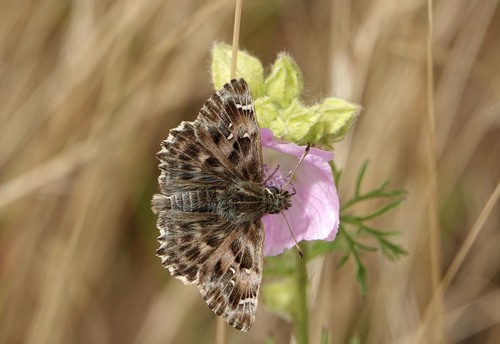 Mallow Skipper