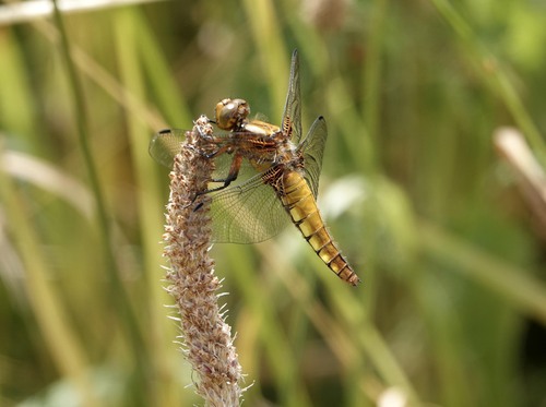Broad-bodied Chaser