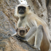 Southern Plains Grey Langur - Photo (c) Kathy Cox, some rights reserved (CC BY-NC-ND), uploaded by Kathy Cox