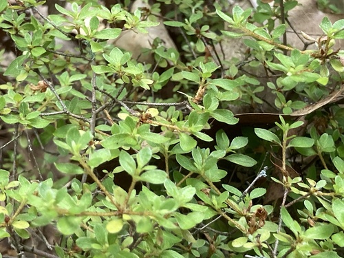 Rhododendron serpyllifolium iNat (3)
