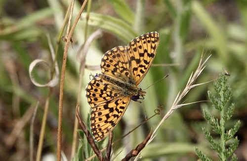 Weaver's Fritillary