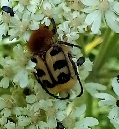 French Flower Chafer