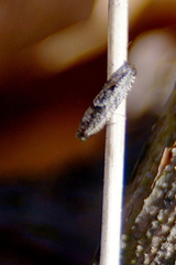 Pseudexentera spoliana