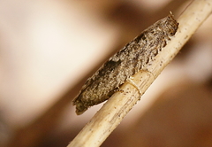 Pseudexentera spoliana