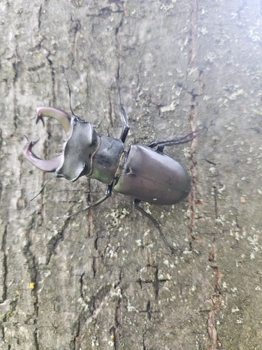 European Stag Beetle