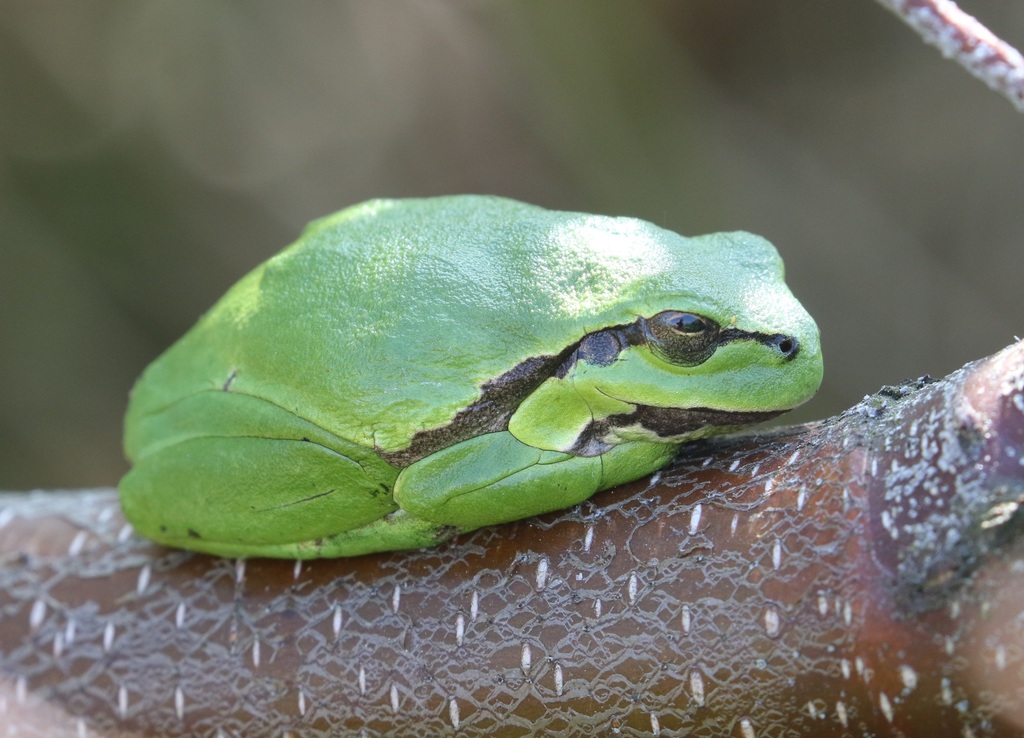 Common Tree Frog
