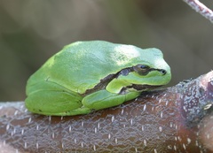Common Tree Frog photo 1