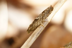 Pseudexentera spoliana