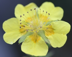 Potentilla biflora