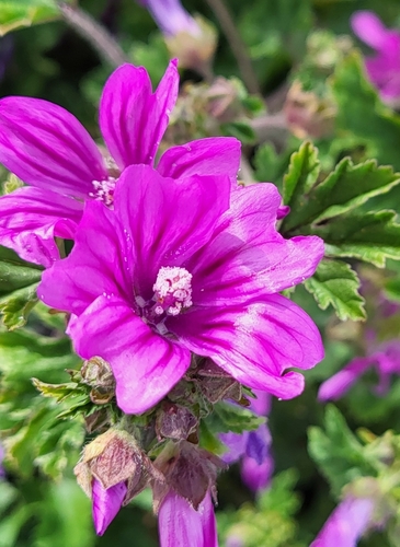 Common Mallow