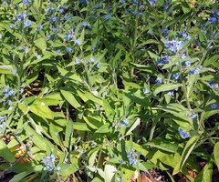 Pentaglottis sempervirens