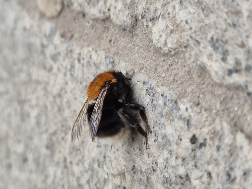Tree Bumble Bee