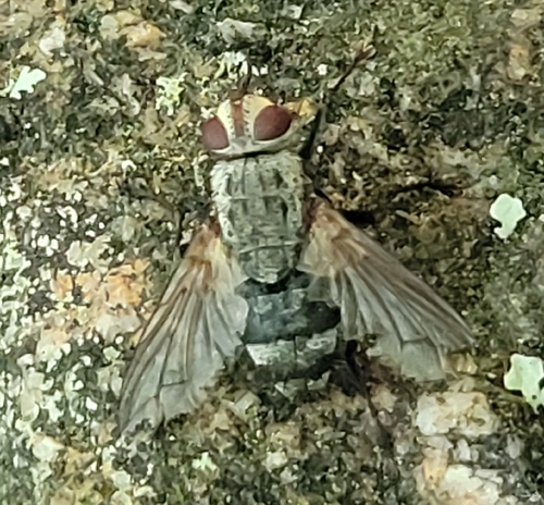 Microphthalma europaea