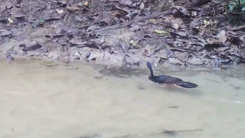iNaturalist image