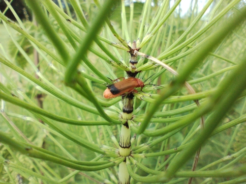 Common Red Soldier Beetle