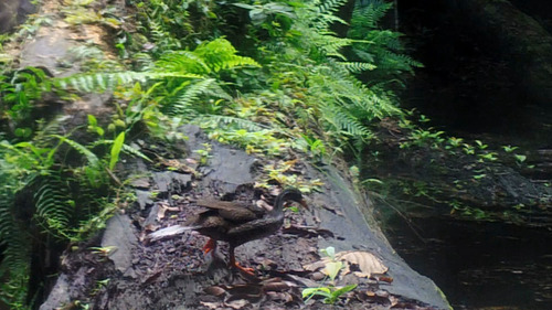 iNaturalist image