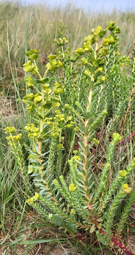Sea Spurge