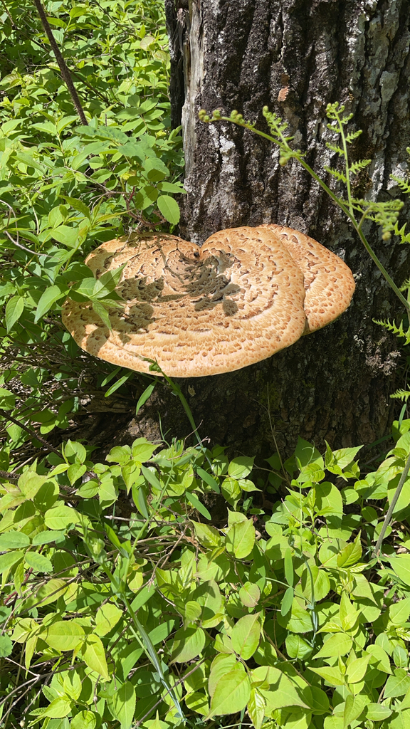 Dryad's Saddle · June 2026 · photo: Photo: no rights reserved · iNaturalist