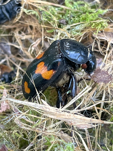 Roundneck Sexton Beetle photo 6