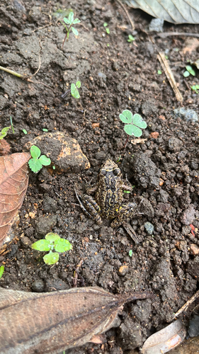 Rock River Frog