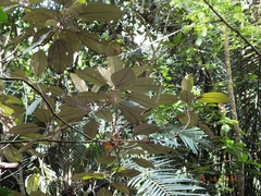 Miconia argentea