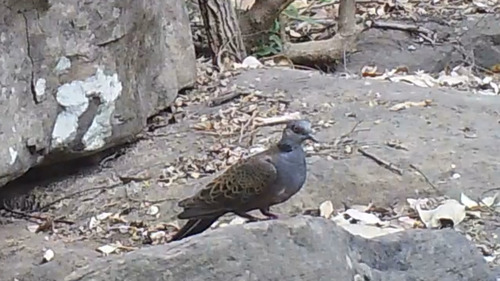 iNaturalist image