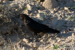 Corvus ruficollis