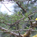 Acacia hockii