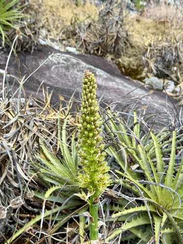 Encholirium subsecundum