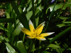 Tulipa urumiensis