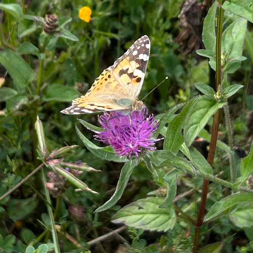 Painted Lady