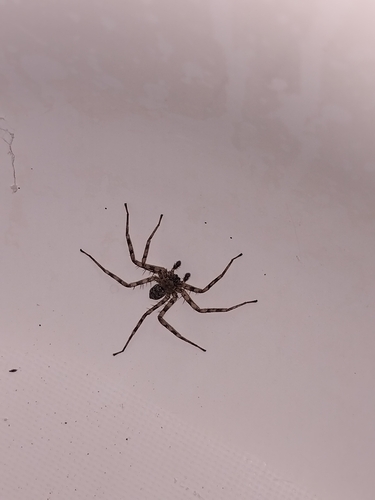 Selenops actophilus