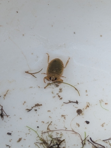 Ambrysus circumcinctus