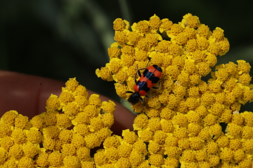 Bee-eating Beetle