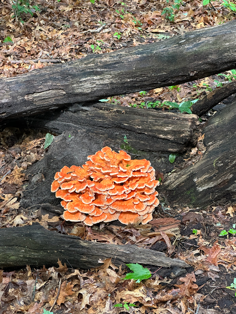 White-pored Chicken of the Woods · June 2026 · photo: Photo: (c) Evan H, some rights reserved (CC BY) · iNaturalist