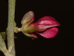 Indigofera obcordata