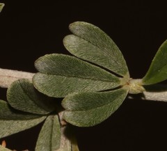 Indigofera obcordata