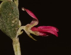 Indigofera obcordata
