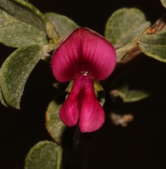 Indigofera obcordata