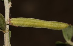 Indigofera obcordata