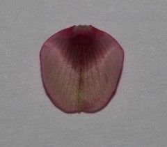 Indigofera obcordata