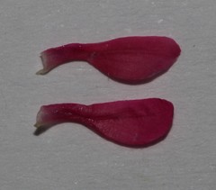 Indigofera obcordata