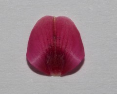 Indigofera obcordata