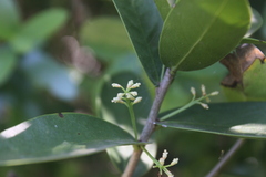 Daphnopsis racemosa
