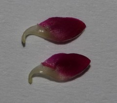 Indigofera obcordata